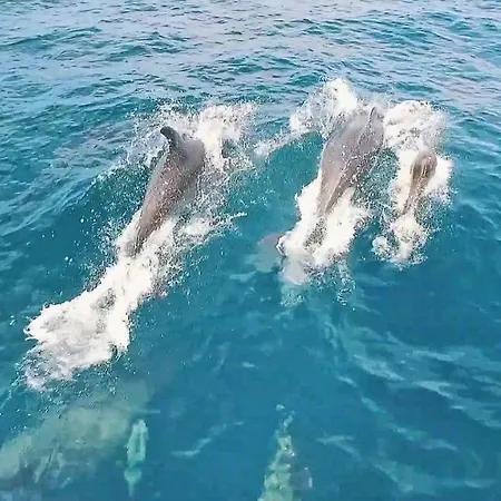 Dalmatia Quarteira